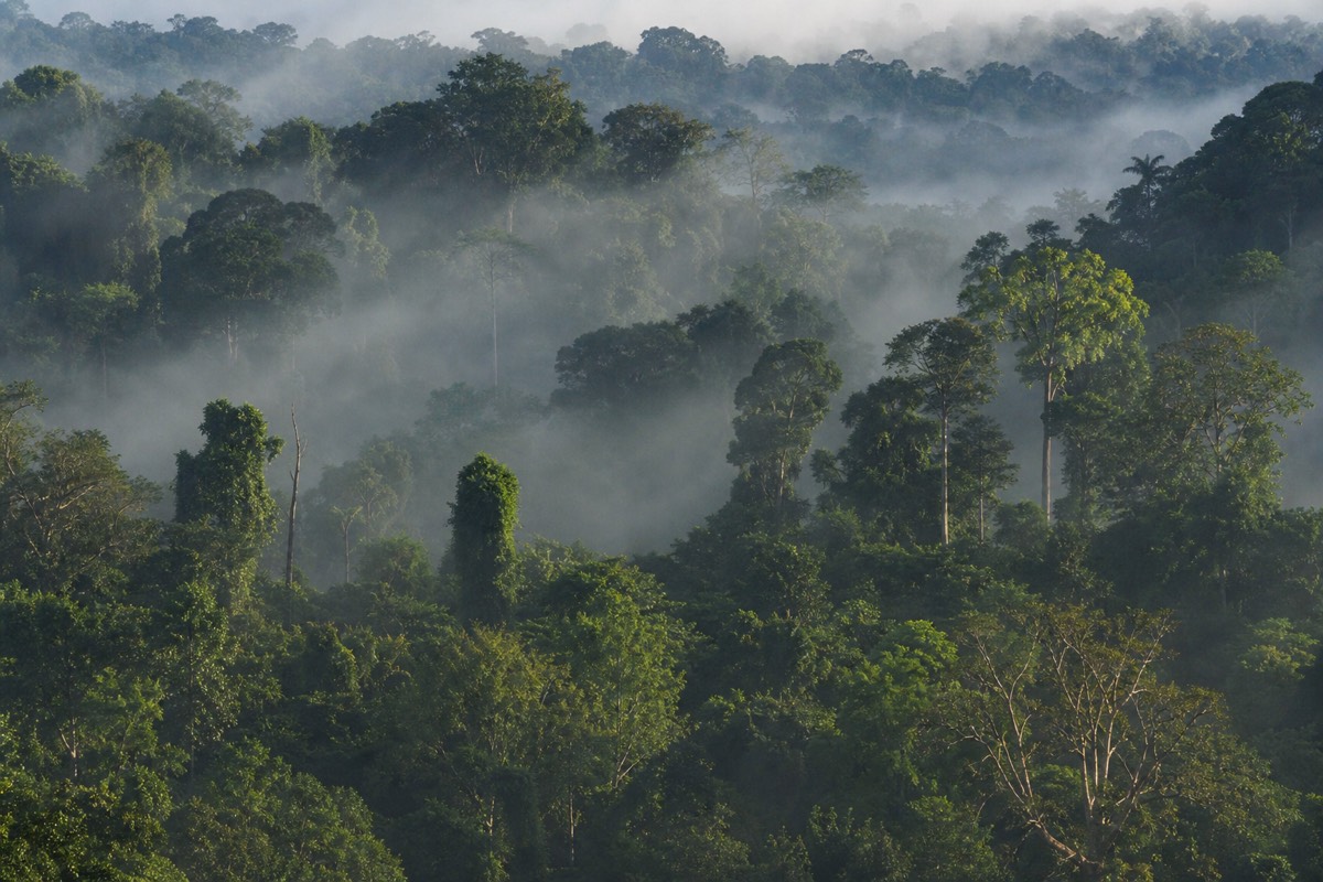 Dense, humid Amazon jungle, the environment behind the region's insect-borne disease risk